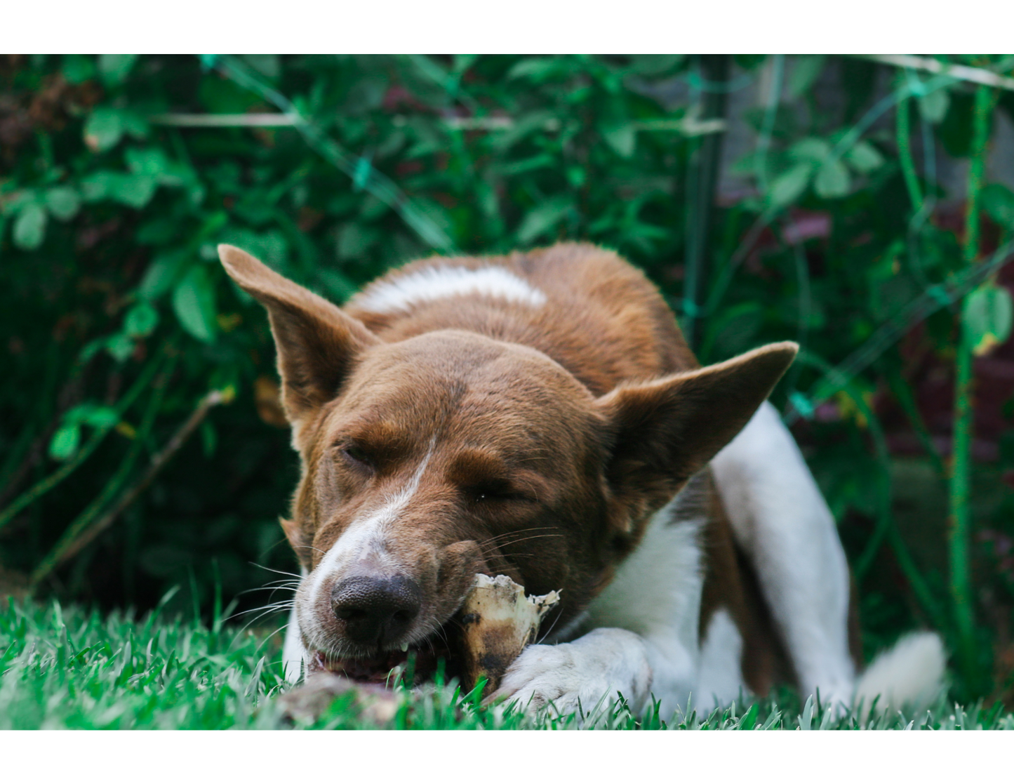 Well Rooted Raw Dog Box